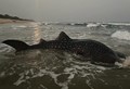 World’s Largest Fish Caught in the Fishermen’s Net in Visakhapatnam