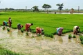 Government Plans to Bring One-Time Crop Loan Waiver Scheme