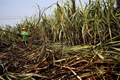 Sugarcane Farmers Received a FRP of 5,000 Crore This Season