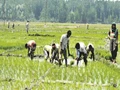 Farmers Receive Rs.544 Crore as Part of Rythu Bandhu Scheme