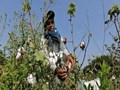 Farmers Rejoice as Cotton Prices to Reach  an All-Time High