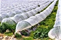 Tunnel Farming: Unique Strategy To Increase Farm Productivity & Profitability!
