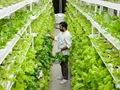 Government Is Offering 75% Subsidy For Urban Farming