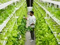 Government Is Offering 75% Subsidy For Urban Farming