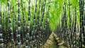 Sugarcane Farming: Application of this Nutrient Can Give Bumper Yield and Profit