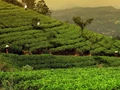 Darjeeling Tea Production Hits a New Low In 2021