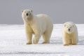 International Polar Bear Day: Survival of Polar Bears in danger due to Arctic Melting