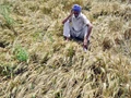 Farmers Hit By Rain Seek Rs.30000 per acre in Compensation, Agri Laborers Ask for Rs.10000