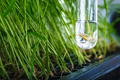 Research Insights: How to Genetically Modify Rice for Less Methane Emission