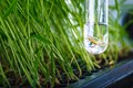 Research Insights: How to Genetically Modify Rice for Less Methane Emission