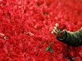 Bio Stimulants in Floriculture