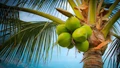Coconut’s Potential for Carbon-Sequestration Should be Examined: ICAR