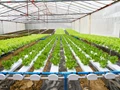Organic Hydroponics Farming: A Complete Guide For Beginners