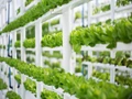 Top 6 Reasons Why Vertical Farms Have Potential To Solve Critical Agriculture Issues