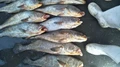 “Ghol Fish”- One of the Rarest marine Species, Can Cost up to Rs 1 Crore!
