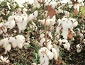 Cotton: The “White Gold” of 2021 For Farmers & Trading Community
