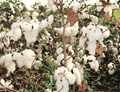 Cotton: The “White Gold” of 2021 For Farmers & Trading Community