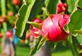 Govt. is Providing Rs 35000 Subsidy for Dragon Fruit Cultivation