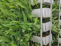Vertical Farming: Earn Rs 2.5 Crore with This Israeli Farming Technique, Full Cost & Profit Analysis Inside