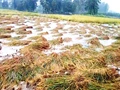 Farmers Demand Compensation After Heavy Rainfall Damage Their Standing Crops