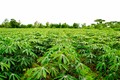 Sustainable Agriculture- An Effective Way to Control Cassava Pests & Diseases