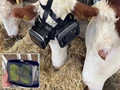 Farmer Provides VR headsets to Cows to Reduce Stress and Enhance Milk Production