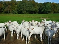 Goat Farming: Check Out Some Interesting Facts About GOATS