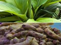 Turmeric Cultivation: Top 7 Reasons to Grow Turmeric in a Polyhouse