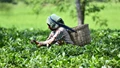 Tea Board’s ‘Bharath Auctions’ Format to Ensure Better Price Realization & Quality