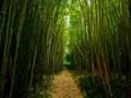 Farmers Reap Long-Term Benefits From Bamboo Crop