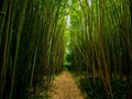 Farmers Reap Long-Term Benefits From Bamboo Crop