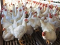 CPCB Is Revising The Rules For Poultry Farms