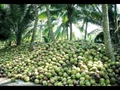 Coconut Farming: Earn Lakhs By Cultivating This Tree With Longest Fruiting Period