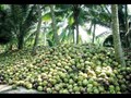 Coconut Farming: Earn Lakhs By Cultivating This Tree With Longest Fruiting Period