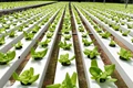 Scope of Hydroponics & Best Courses Available in India