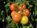 Organic Farming: Jabalpur Farmer Produces Special Variety Organic Tomatoes; Sells it For Rs. 600 per Kg