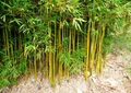 Government is Providing 50% Subsidy for Bamboo Cultivation