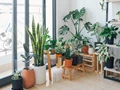 3 Houseplants To Keep Your Home Dust-Free