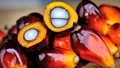 India & China to Continue as Global Palm Oil Demand Drivers