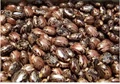 Castor Seed To Provide Decent Profits This Year: Advice For Farmers & Traders