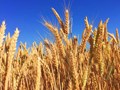 Earn Double-The-Profits With This Yellow Rust Resistant Variety of Wheat Developed By PAU