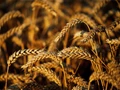 US Lawmakers Seek Legal Action Against India on Wheat Subsidy