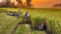 India’s Agriculture Export All Set To Touch “$50 Billion” For The First Time in 2022-23