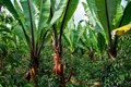 Is Ethiopia's Enset a Climate Change 'Wondercrop'?