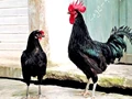 Kerala's Indigenous Chicken Breed Has Potential to Transform the State's Agricultural Fortunes