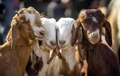Goat Farming: Now Get Risk- Free Government Loans For Setting Up A Profitable Enterprise
