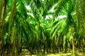 Oil Palm Cultivation: Smallholder Farmers Have The Potential To Grow In A Sustainable Way