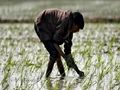 Union Budget 2022 & Agriculture: Why Rural Families Have Low Expectations From Upcoming Budget?