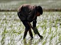 Union Budget 2022 & Agriculture: Why Rural Families Have Low Expectations From Upcoming Budget?