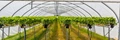 Brio Hydroponics Launches Project ‘Unnati’ to Attract Investments in the Agri Segment